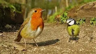 Video for Cats - Tiny Little Birds