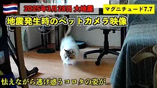 【タイ地震】飼い猫が1人で留守番中、バンコクで大地震が発生しました／Thai Earthquake