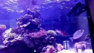 Maxspect Gyre 2