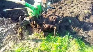 Пашем огород мотоблоком. Фреза и сорняк.