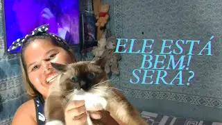 MEU GATO MUDOU MUITO DEPOIS DA CASTRAÇÃO 😱 MOSTREI TUDO PRA VOCÊS NESSE VÍDEO 😬