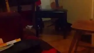 Mimi the cat plays fetch