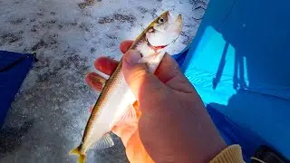 Рыба не по сезону! Зимняя рыбалка 2024