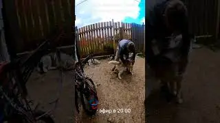 #хаски