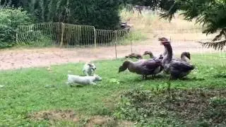 Chiot qui aboie sur les oies 😱 Puppies dogs VS Geese !