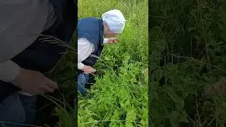 Лесная мята #травы #природа #сад #луг #дача #nature .