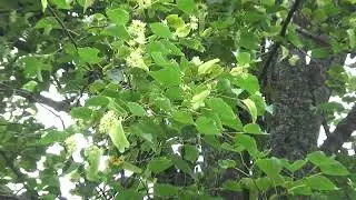 Липа цветёт,нектара нет