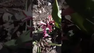 Исфанамда бахор гуллари чаман чаман