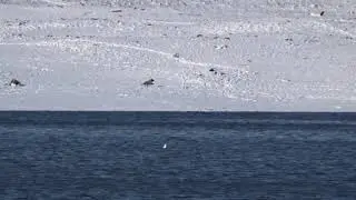 Бим на водохранилище.1.ч