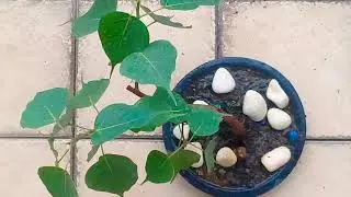 bonsai tree 2