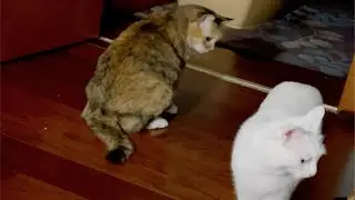流浪猫喜喜：我已经融入这个jia了@@
