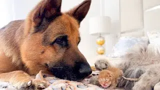 German Shepherd Dog Reacts to Tiny Newborn Kittens!