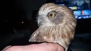 morepork ruru owl close up 