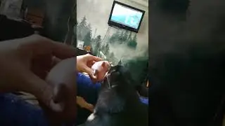 собака-говоряка-на  игрушку обижака