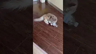 Кошка Алиса против бутылки #алиса #алисалиса #кошки