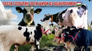 Гуночинои нав аз Абдураҳмон Голштин Фриз 🇹🇯29 октября 2024 г.