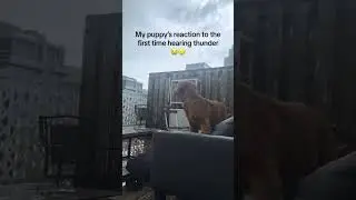 Puppy hears thunderstorm for first time #puppy