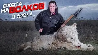 wolf hunting.8 WOLVES came out! wolf hunting.wolfsjagd