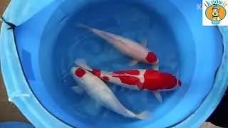 Почему Рыба Кои Стоит Так Дорого