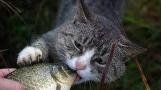 Кошка ест рыбу живьем