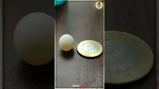 Love bird முட்டை என்ன ஆச்சு....❤️😍 || #birds #trending #youtubeshorts