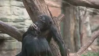The Fascinating World of Apes 🐒🦍