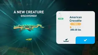 creatures of the deep - american crocodile