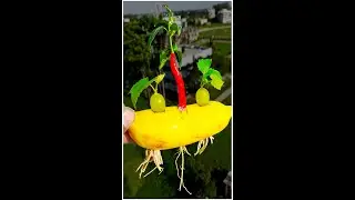 Grow Grapes and Chilli in Banana Fruit#composite #viewers #indoorplants #Flowers #highlights