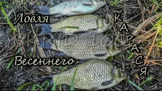 Весенняя Ловля Карася (Spring fishing for Crucian).