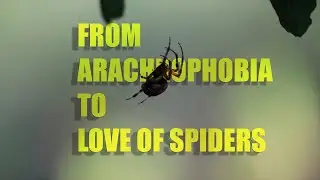 Spiders GALoRe. All Shapes & Sizes #photography #nature