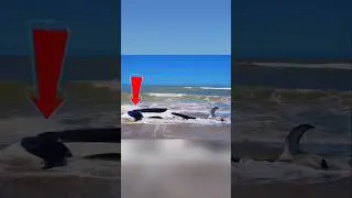 তিমি হঠাৎ পাড়ে এসেছে কেনো ❓😳😳