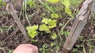 Виноград Кишмиш Велес. Как Велес перезимовал без укрытия на зиму.