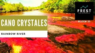 cano cristales : why is cano cristales colorful