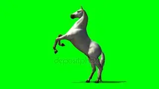 horse rebellious green screen free download