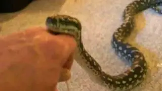 The worlds most relaxed snake