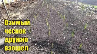 Minus temperatures are expected. We bought agrospan. I treated the bushes. The turkeys and chicke...