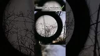 чёрный дрозд на прицеле #рекомендации #охотасрогаткой #животные