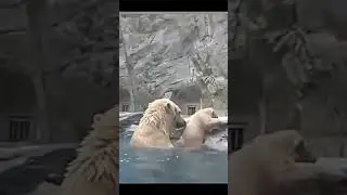 Polar bear Escaped Cub