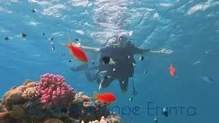 Красное море Египта /  Дайвинг  /