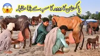 2024 Highest Miking Goats Milk Competition University of Agriculture faislabad 2025 Pakistan