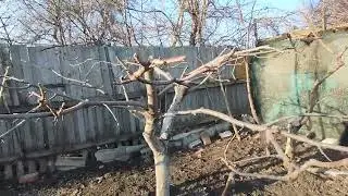 Черешня формировка пергола