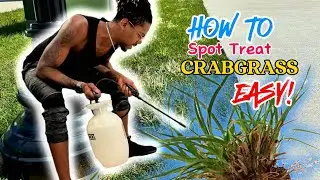 How to Spot Treat Crabgrass EASY!