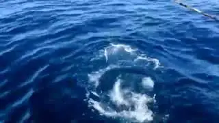 Amberjack feeding frenzy