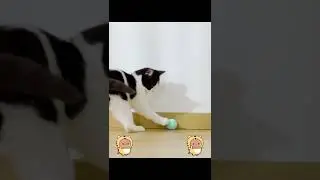 USB Rechargeable Smart Automatic Cat Ball - Unleash the Joy of Play!