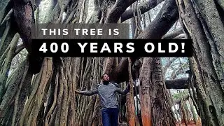 Dodda Alada Mara - the 400 Year Old Banyan Tree!