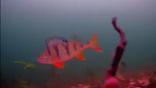 Съёмка на подводную камеру FocusFish 24-25. Озеро.