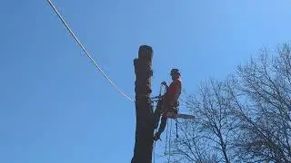 tree trimming success!  how a pro does it