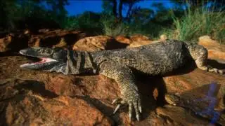 Modern Reptile Tribute Three: Varanus Exanthematicus / Savannah Monitor - Lizard.