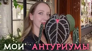 My ANTHURIUMS | Review of the collection of decorative foliage plants