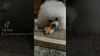 Лисёнок Ириска